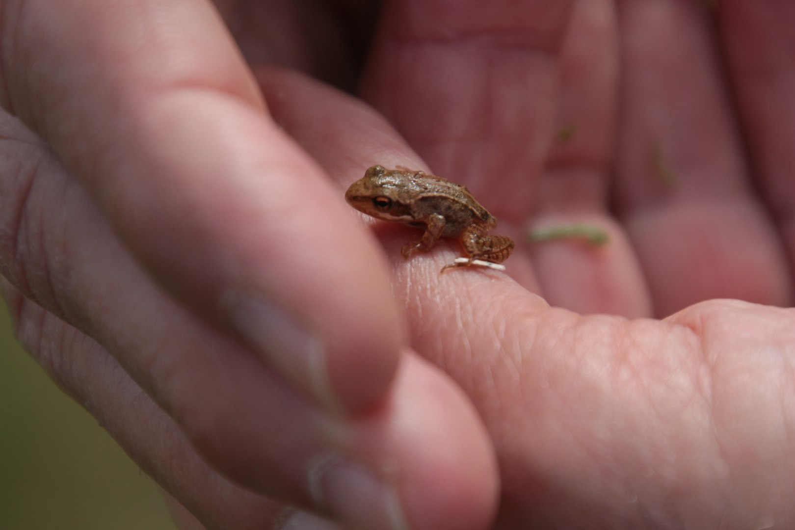 les mains du botaniste