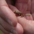 les mains du botaniste