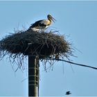 les malheurs d un couple de cigognes sauvages ...