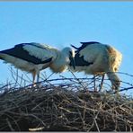 les malheurs des cigognes ....2