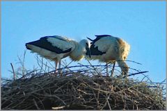 les malheurs des cigognes ....2