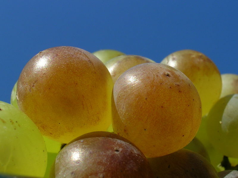 "Les mamelles du vigneron"