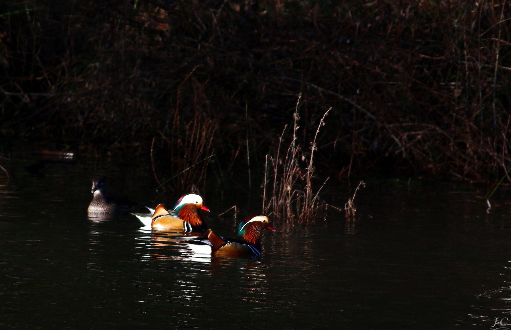 " Les Mandarins "