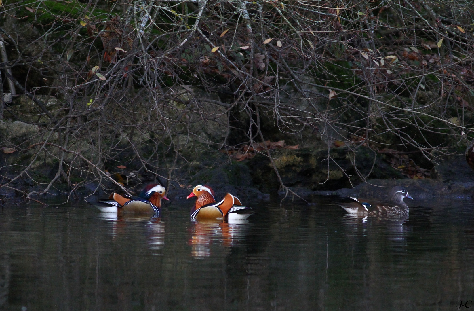 " Les mandarins "