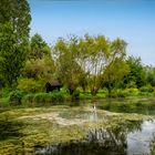 Les marais de Bourges 