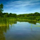 Les Marais Du Bois De Florimont (Pas-De-Calais)