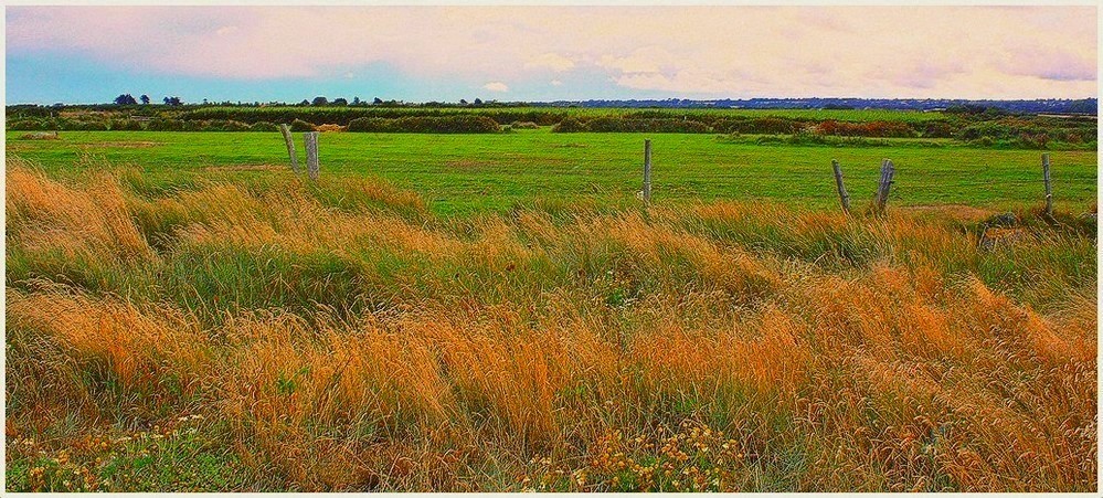 Les marais et les champs