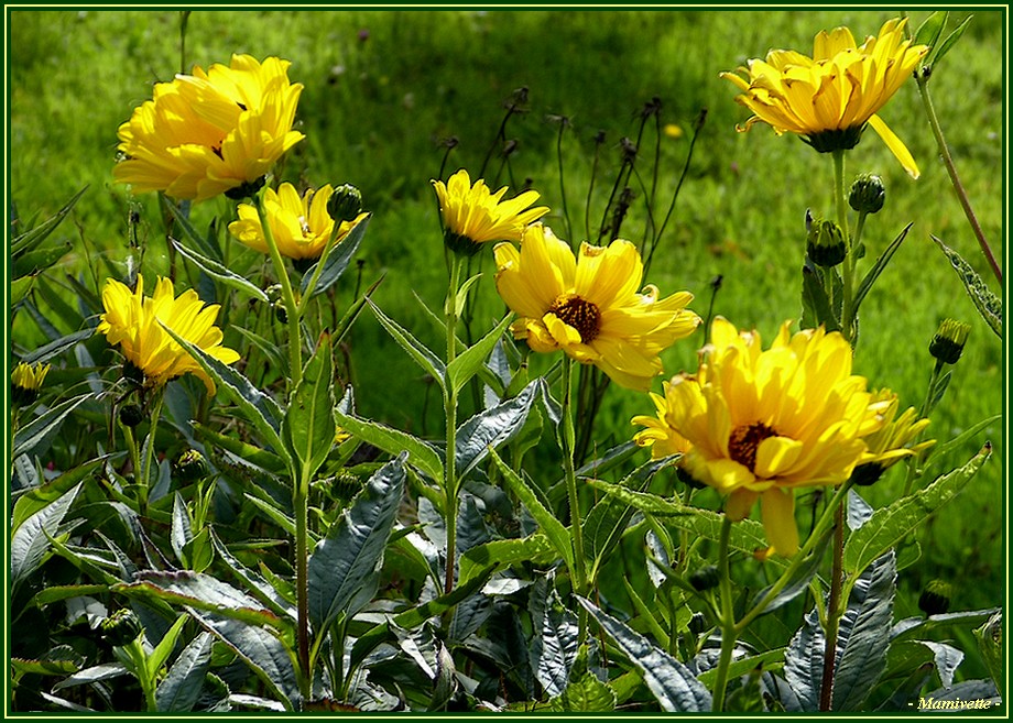 Les marguerites jaunes