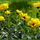 Les marguerites jaunes