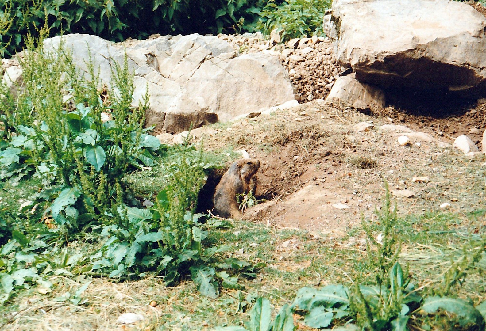 Les marmottes !