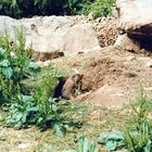 Les marmottes !