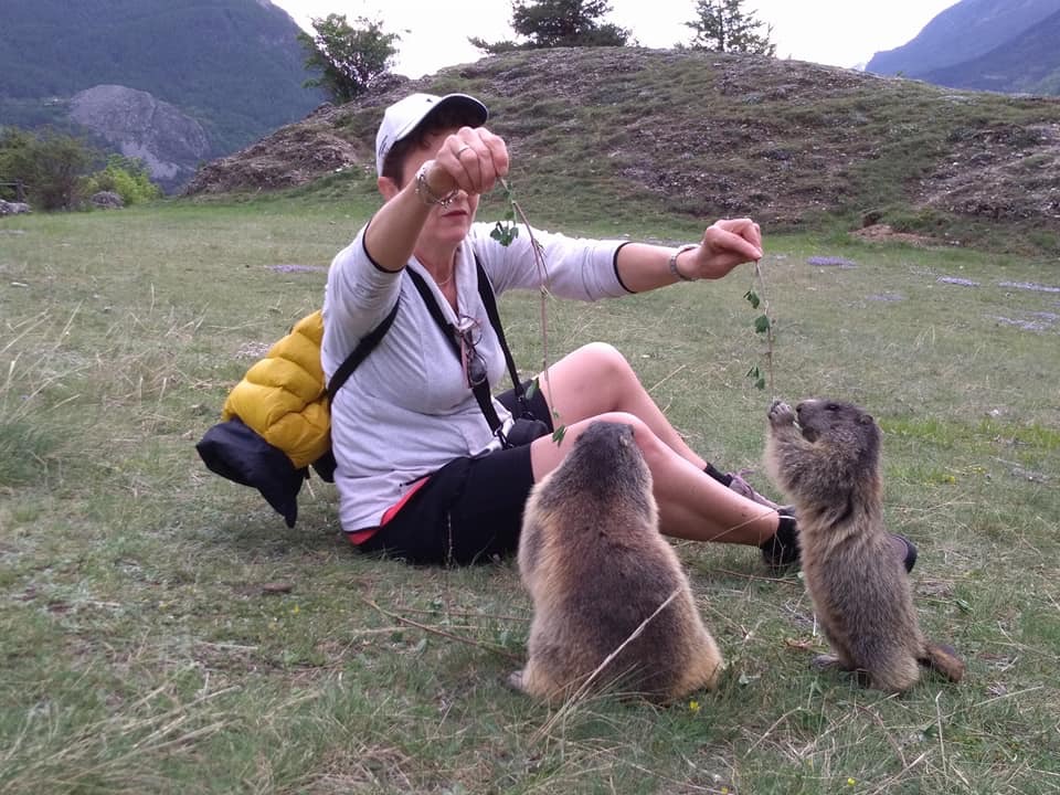 Les Marmottes adorent l’herbe ! Mais évité les carottes le chocolat biscuit elle attrape le DIABÈTE 