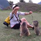 Les Marmottes adorent l’herbe ! Mais évité les carottes le chocolat biscuit elle attrape le DIABÈTE 