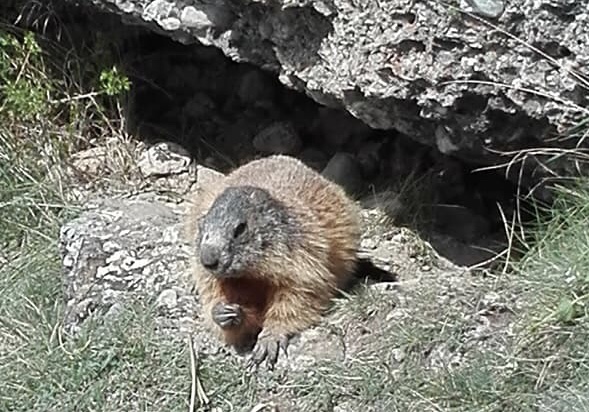 Les MARMOTTES DES HAUTES-ALPES 