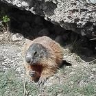 Les MARMOTTES DES HAUTES-ALPES 