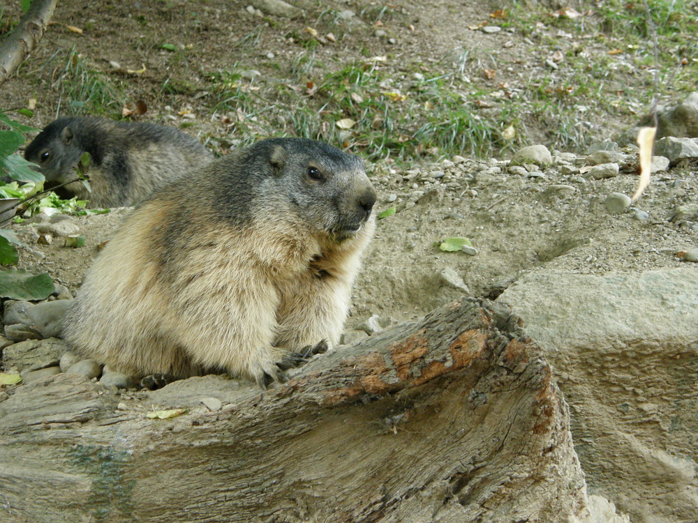 Les marmottes