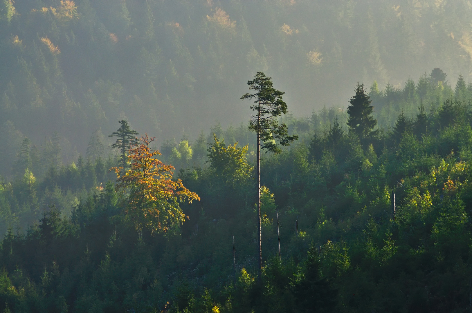 les matins d'automne