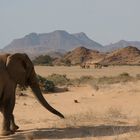 Les maîtres du désert du Namib