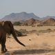 Les matres du dsert du Namib