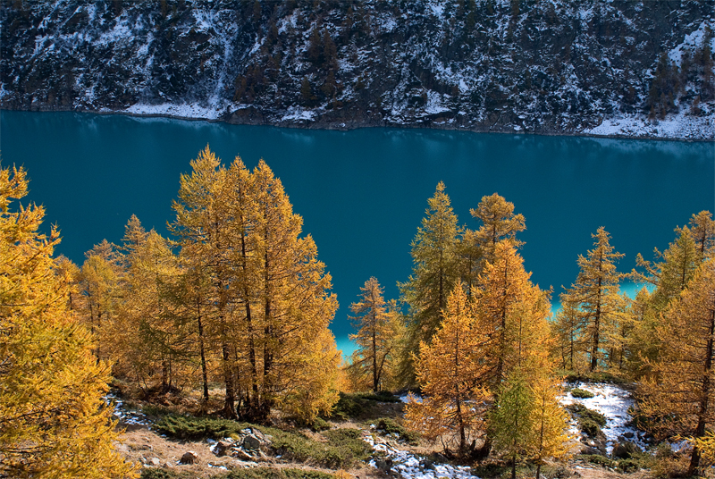 Les mélèzes e le lac.