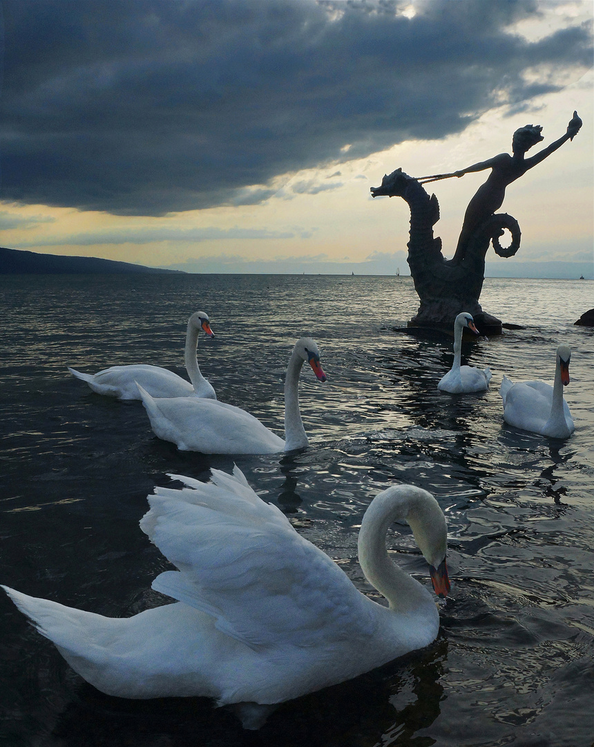 Les merveilleux cygnes du Léman