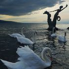 Les merveilleux cygnes du Léman