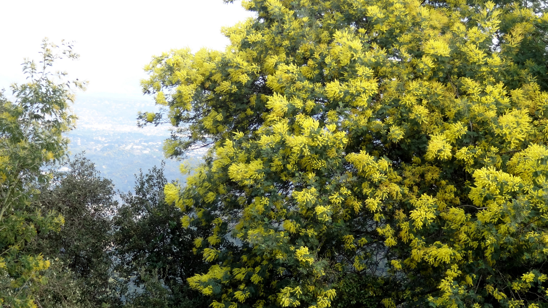 Les mimosas dans le massif de Tanneron