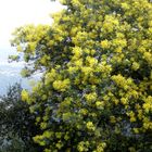 Les mimosas dans le massif de Tanneron