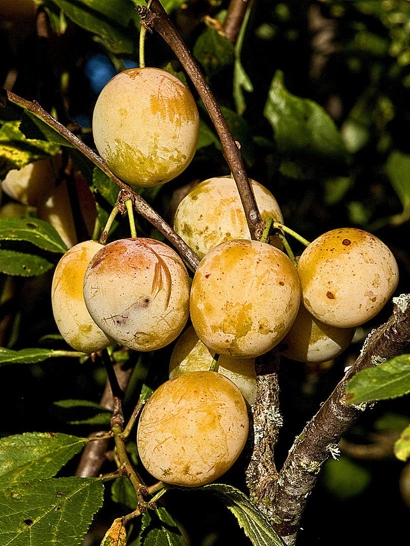 Les mirabelles mûrissent au soleil  --  Die Mirabellen reifen in der Sonne