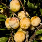 Les mirabelles mûrissent au soleil  --  Die Mirabellen reifen in der Sonne