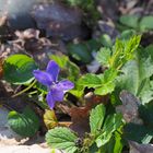 Les mêmes violettes en un autre lieu