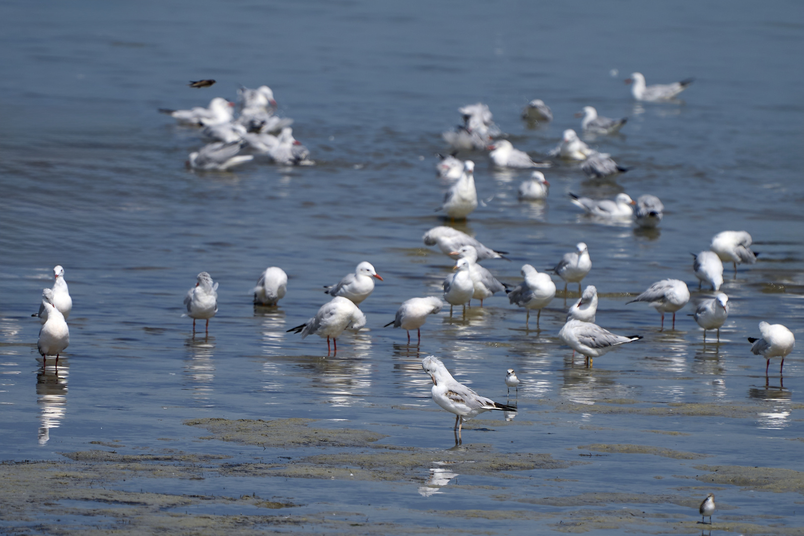 Les mouettes 