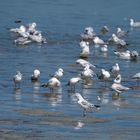 Les mouettes 