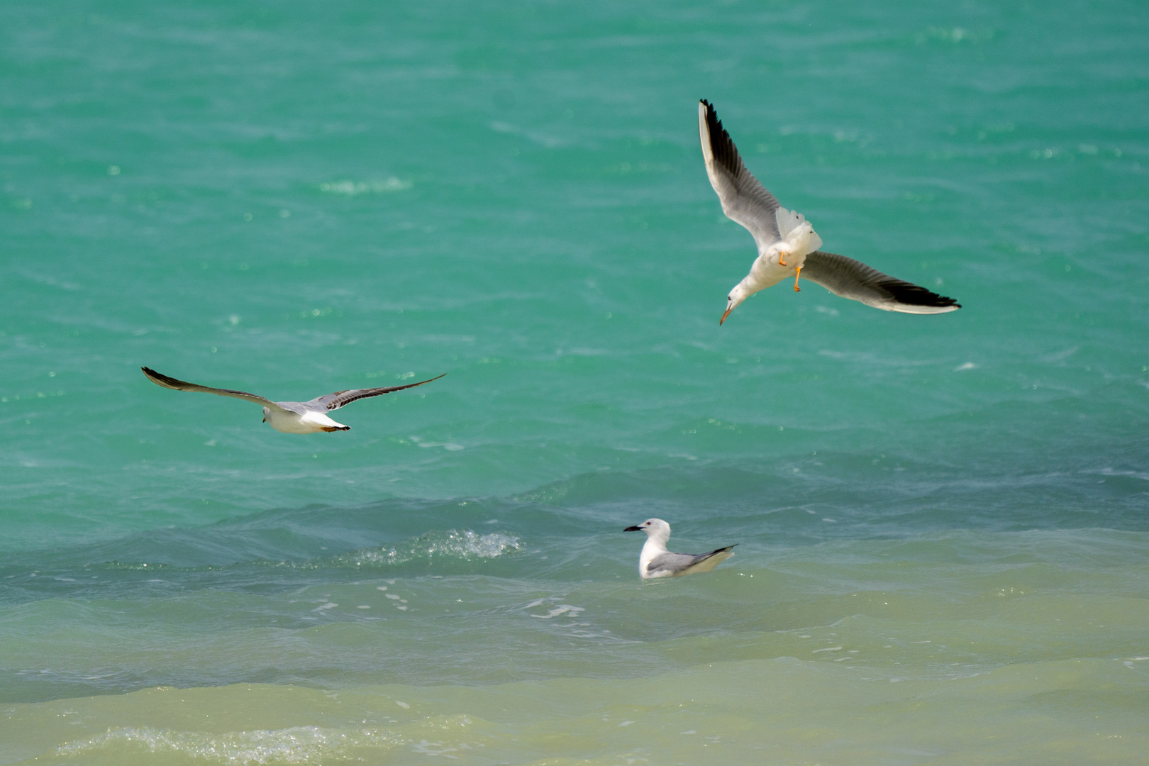 Les Mouettes 