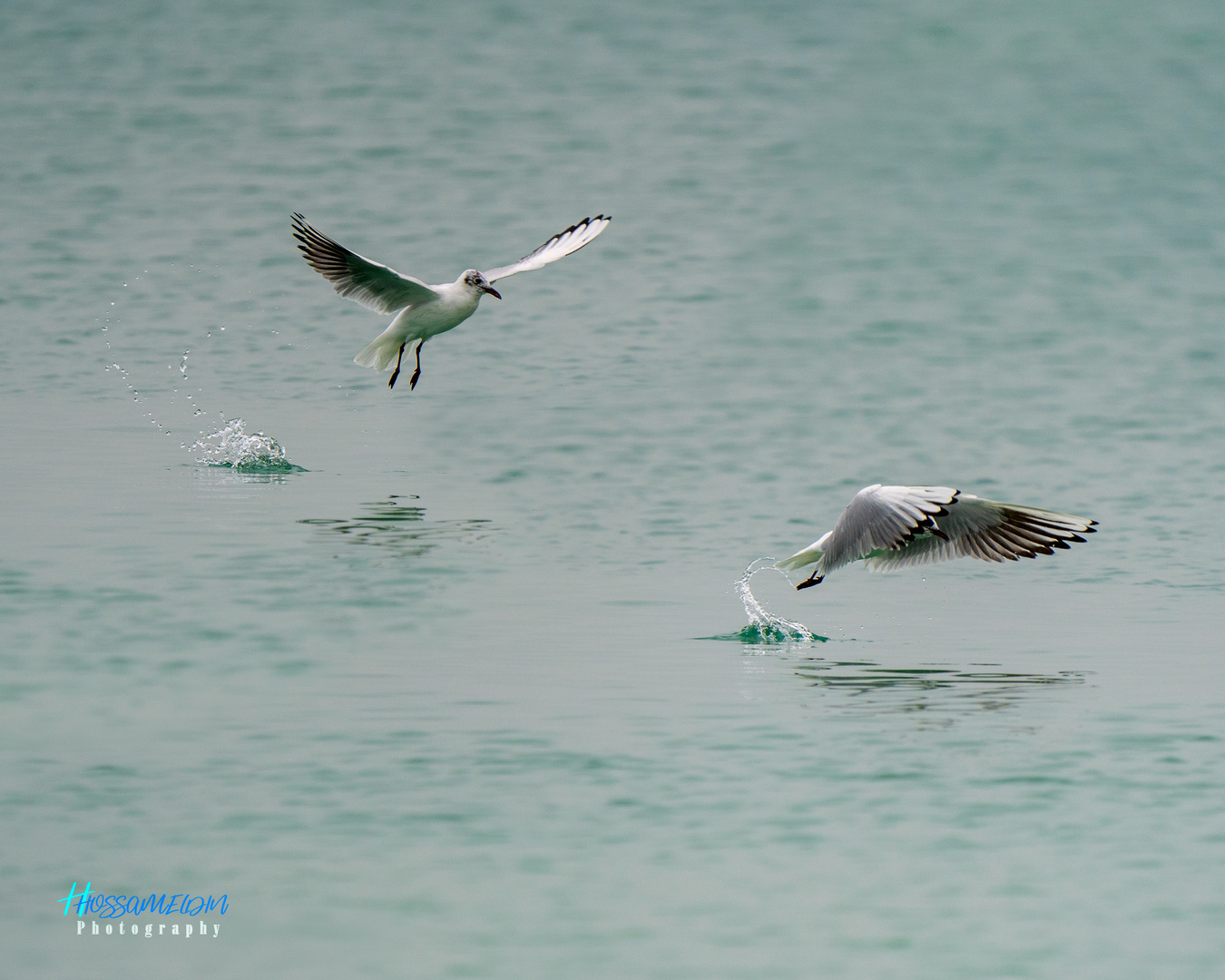 Les Mouettes