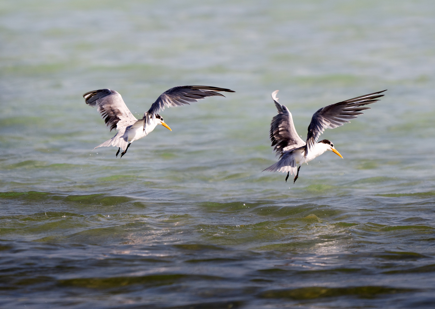 Les Mouettes 