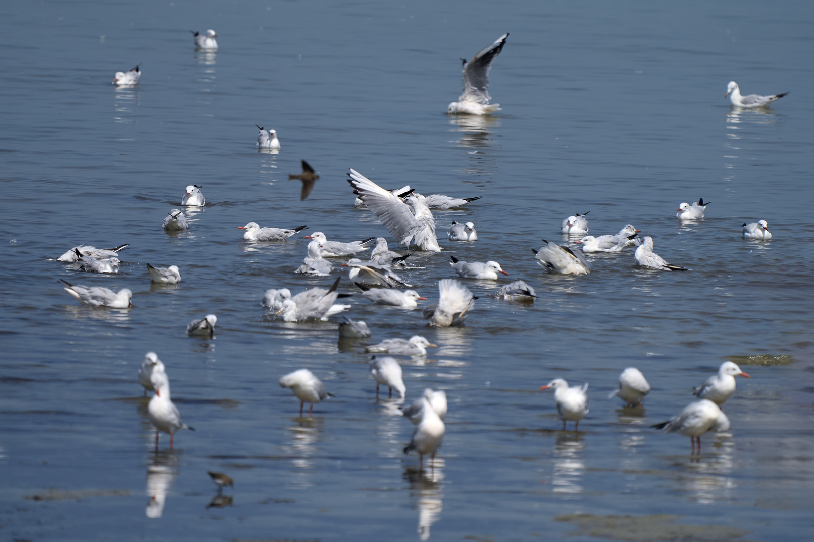 Les mouettes 