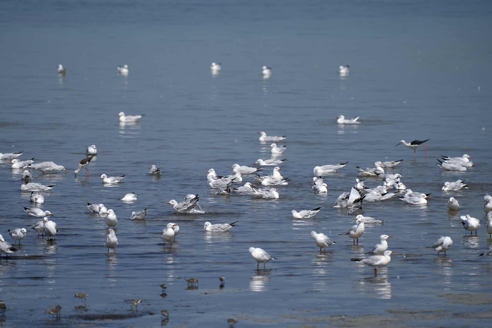 Les mouettes 