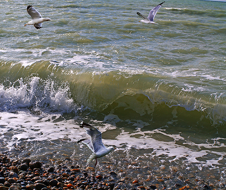 Les mouettes