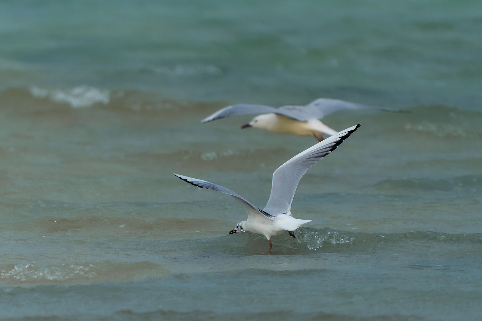 Les mouettes 