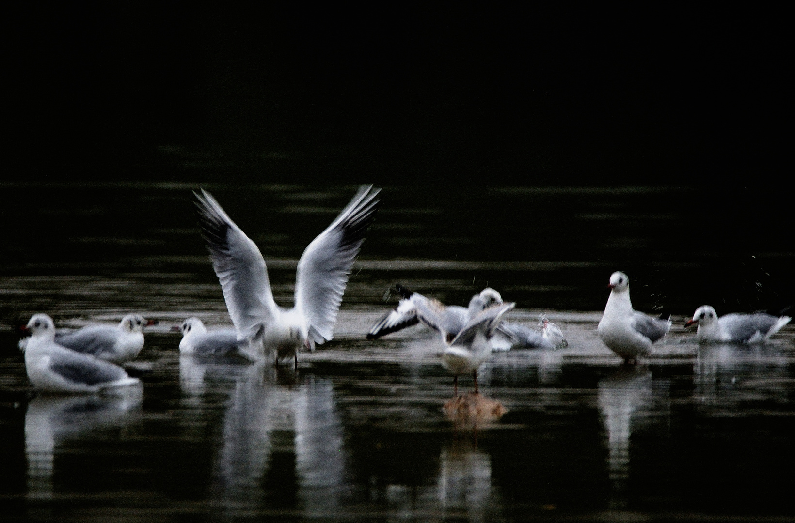 les mouettes