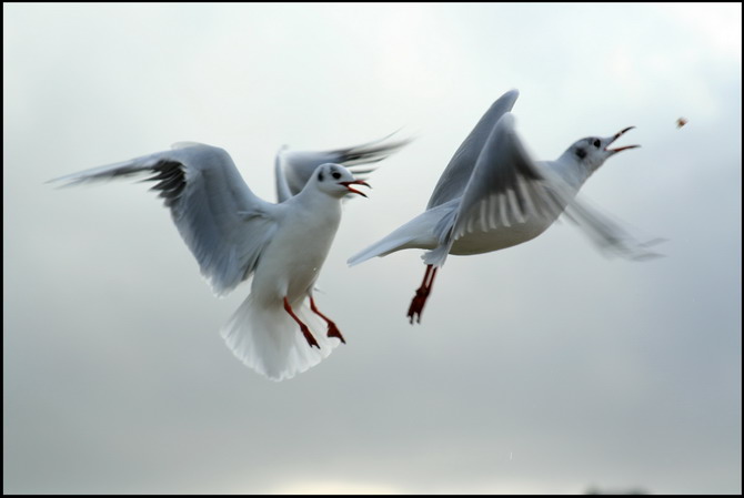 les mouettes