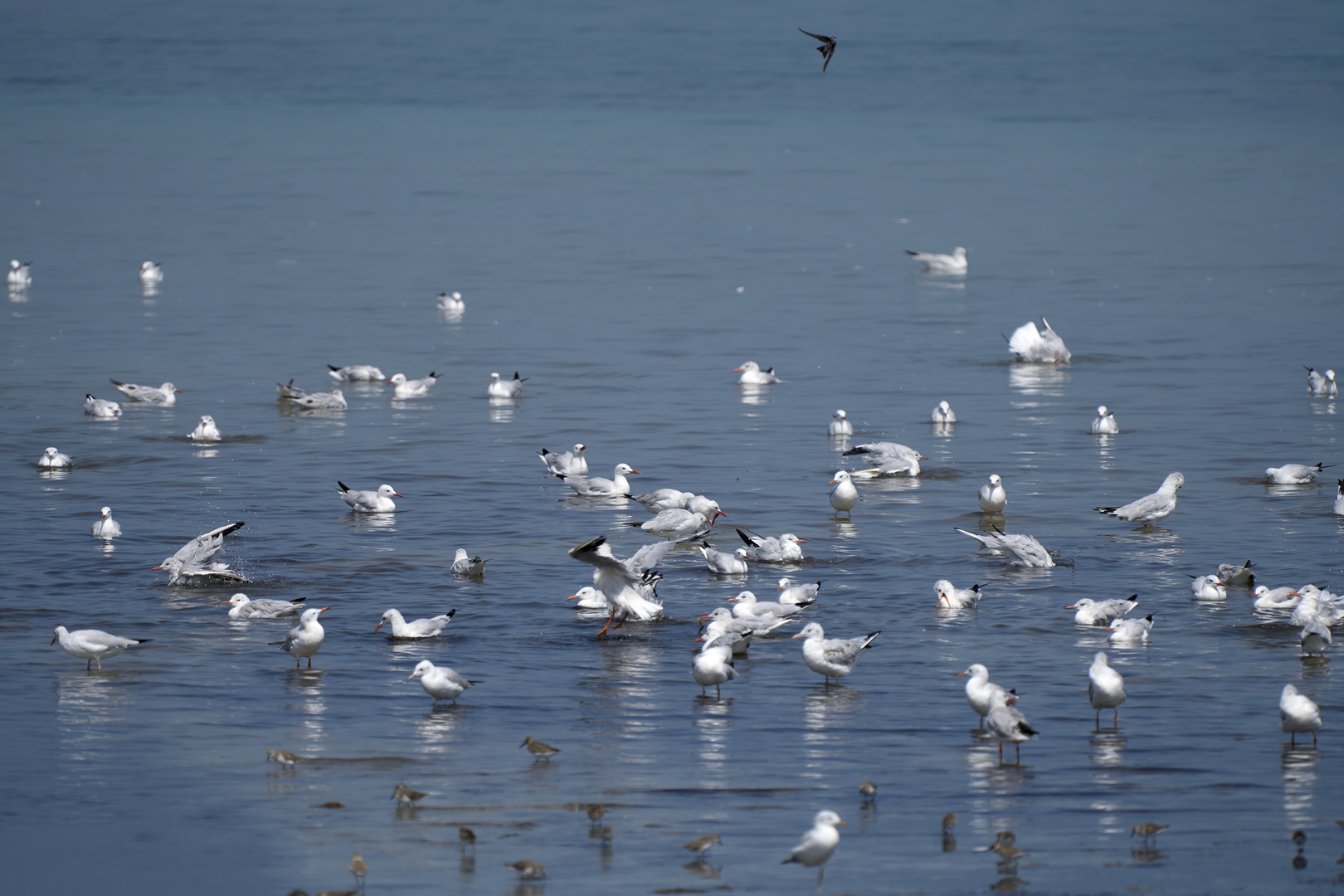 Les mouettes 