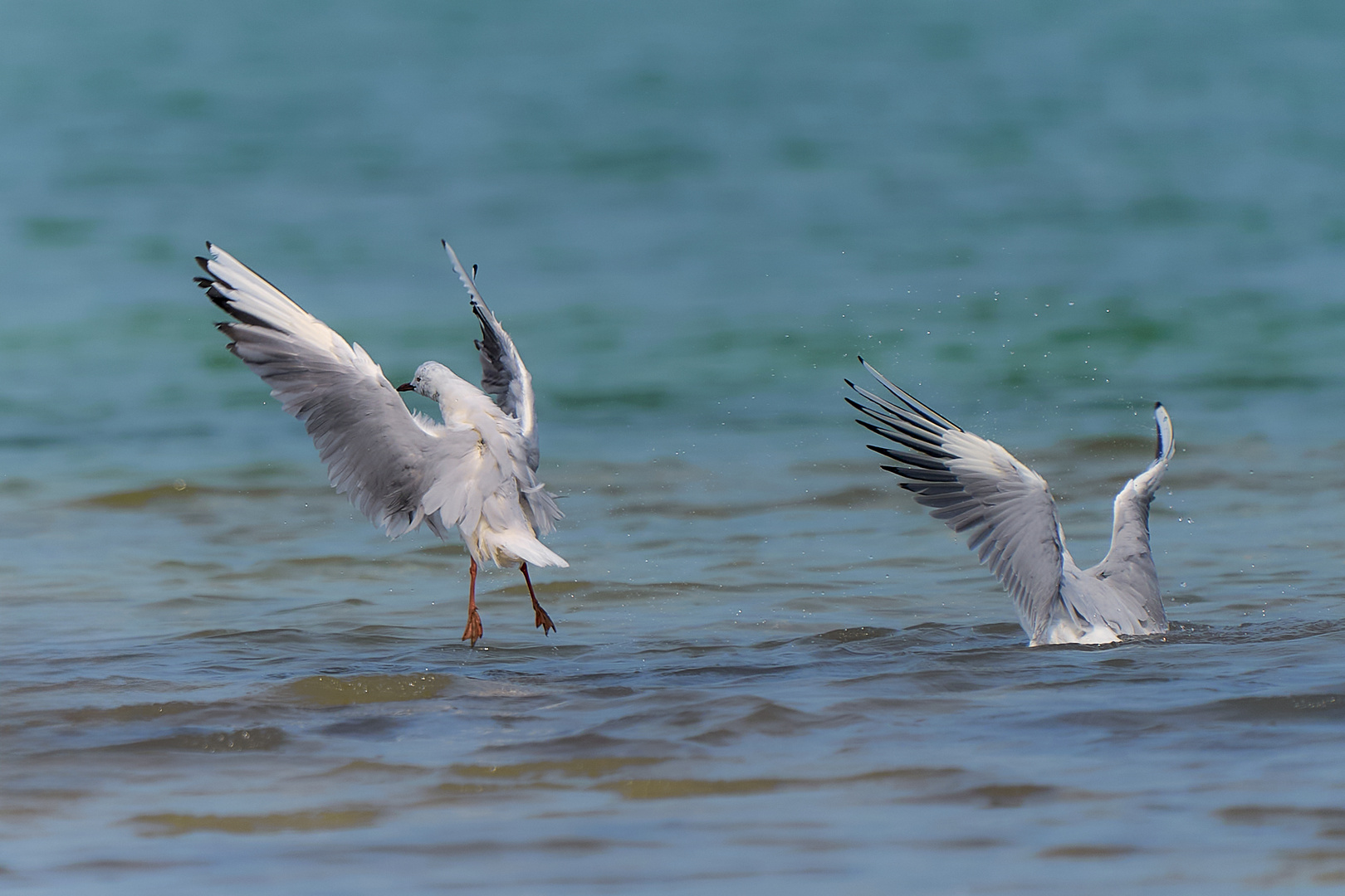 Les Mouettes 