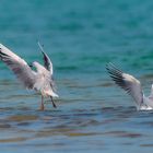 Les Mouettes 