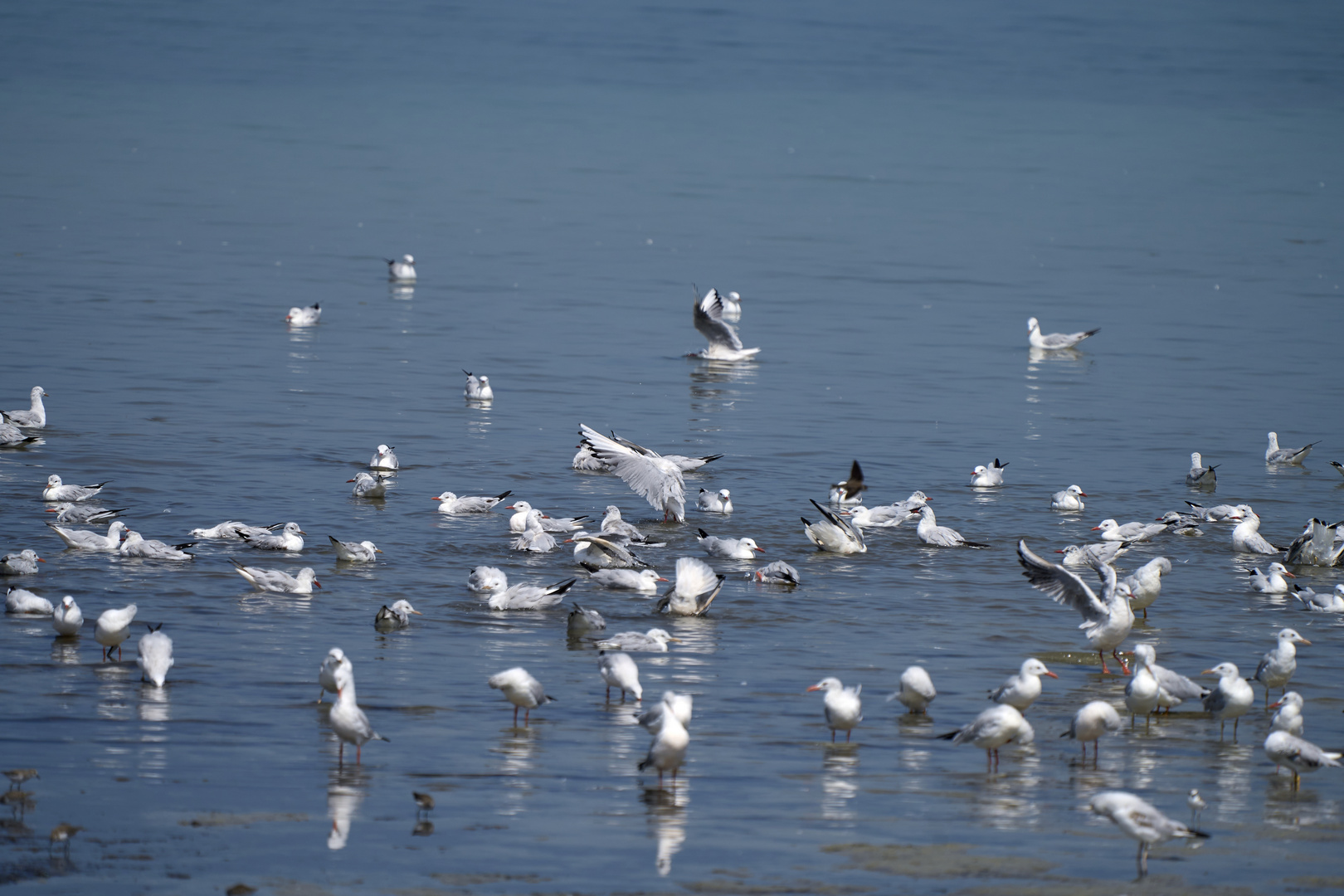 Les mouettes 