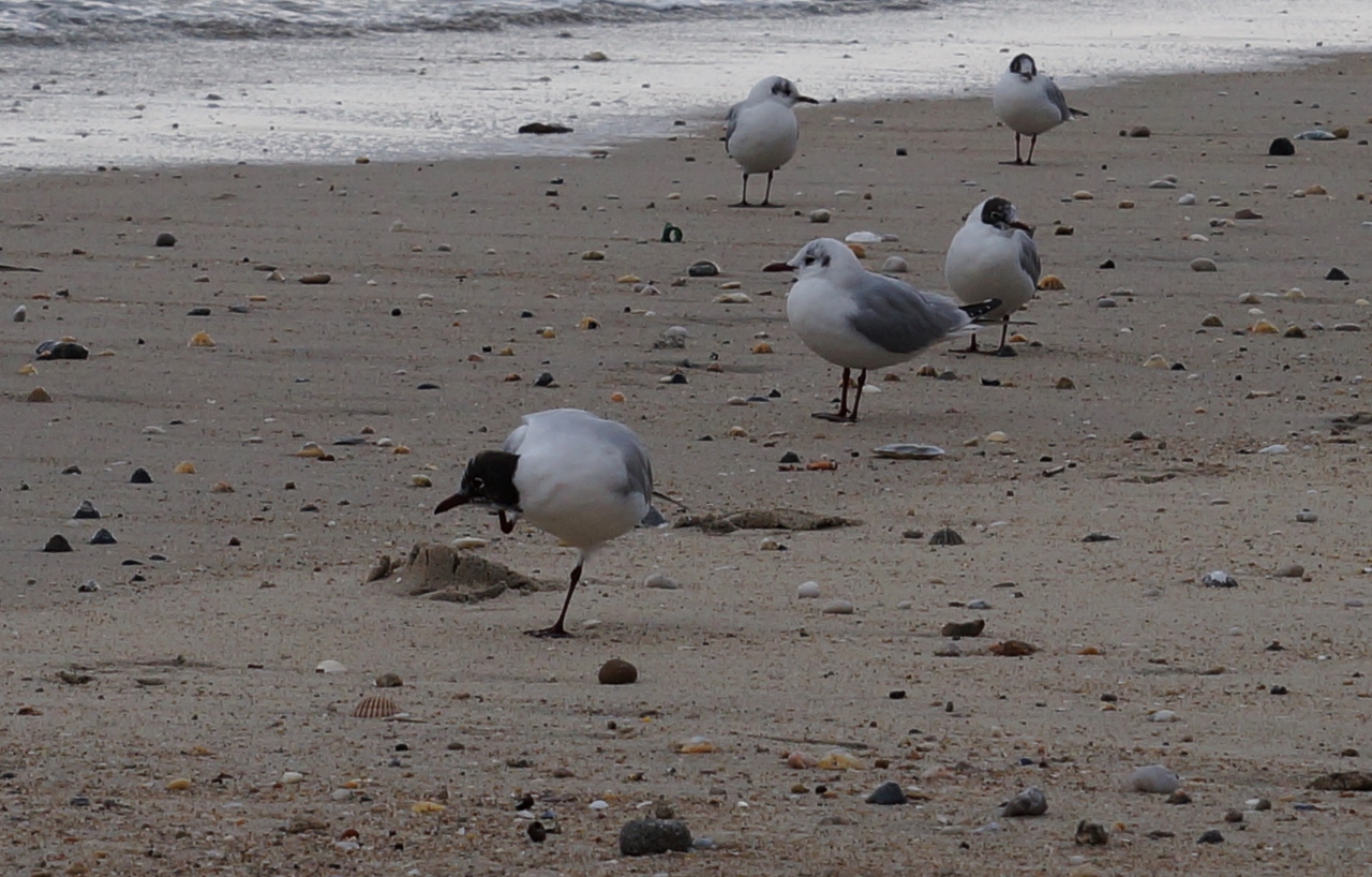 Les mouettes