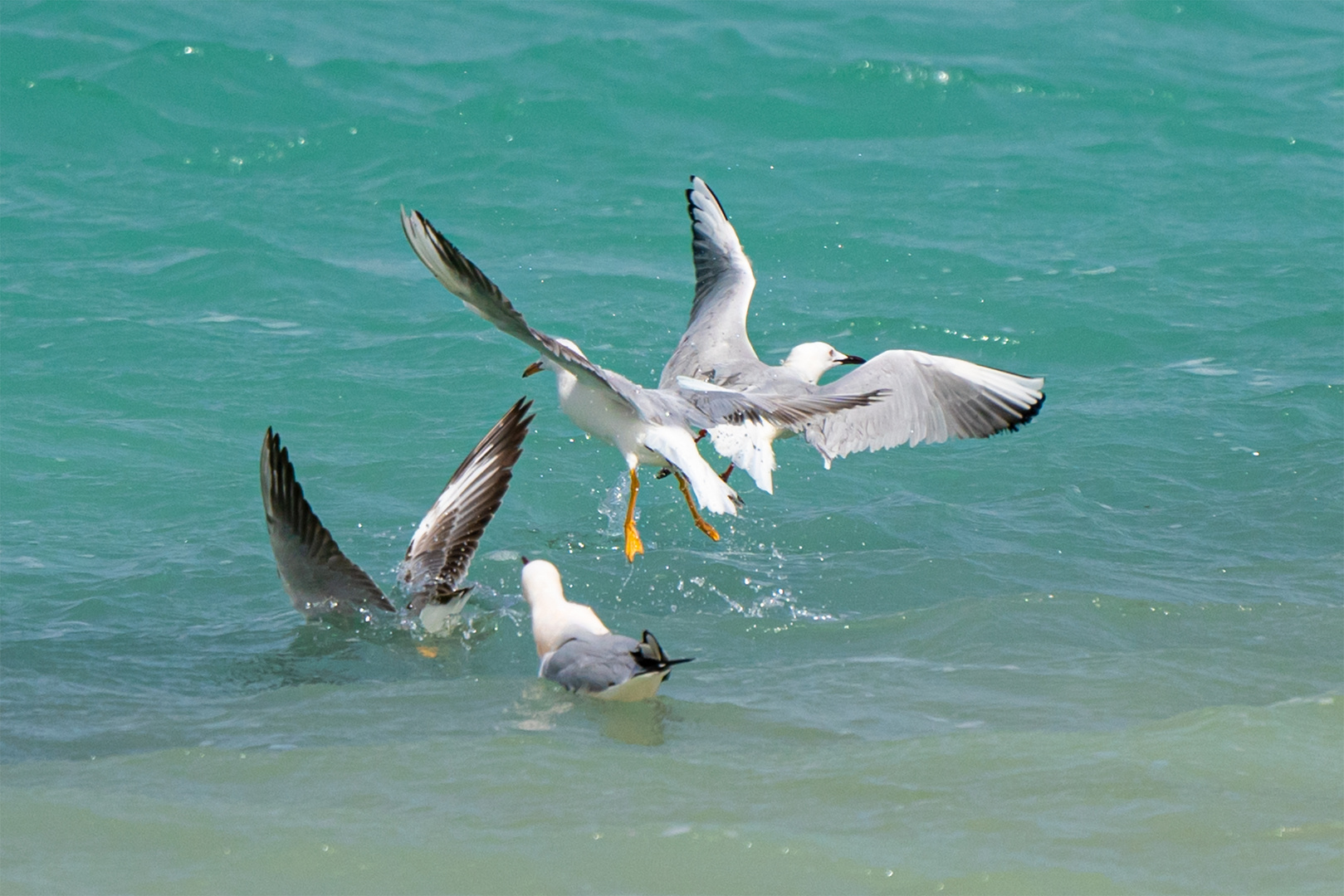 Les Mouettes 