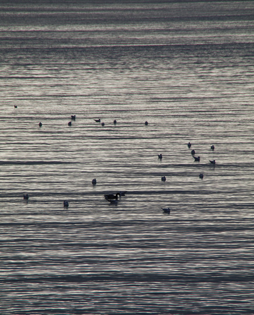 les mouettes