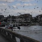 Les mouettes arrivent près d'un bâteau de pêcheurs